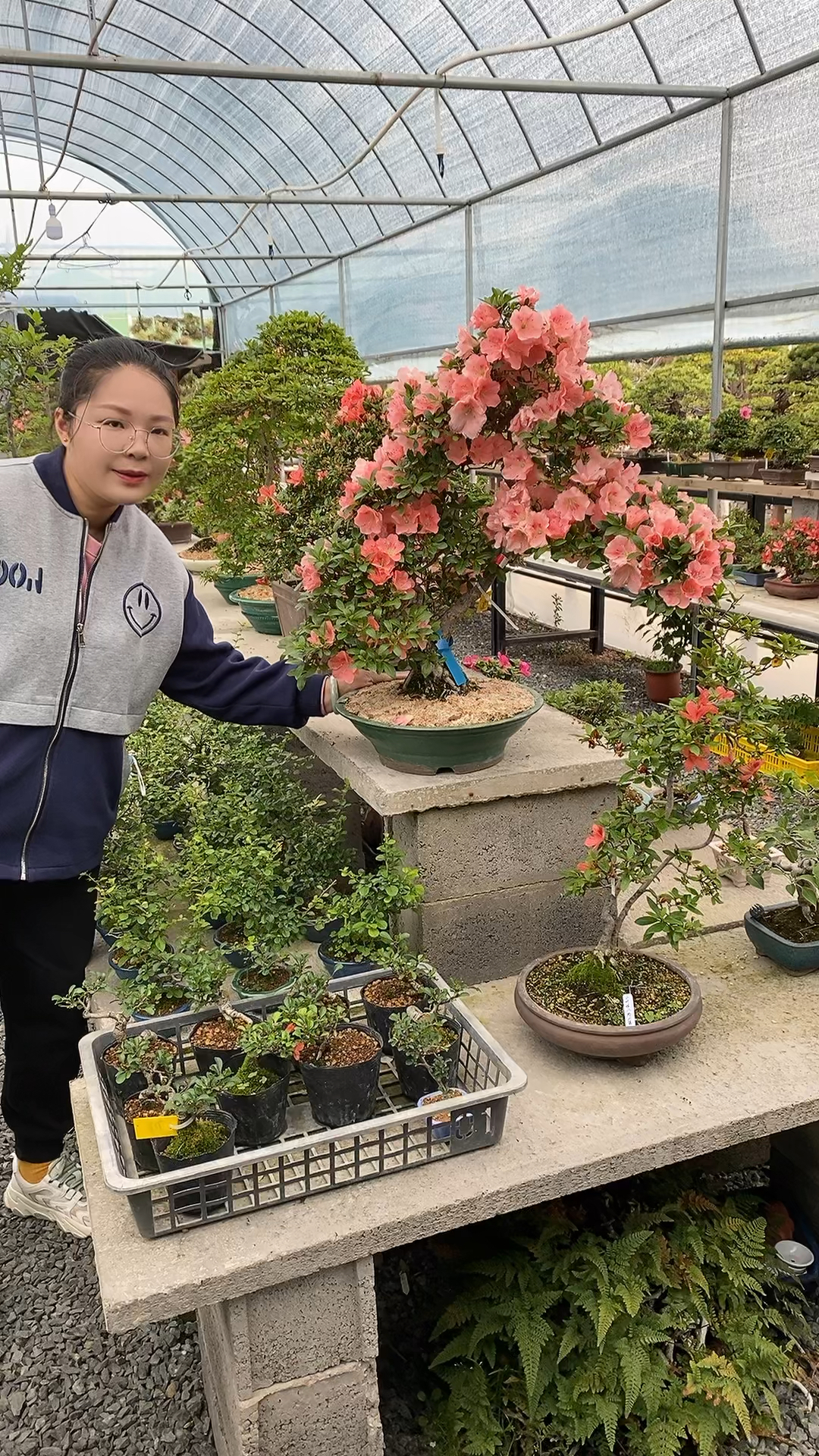 皋月杜鹃若惠比须