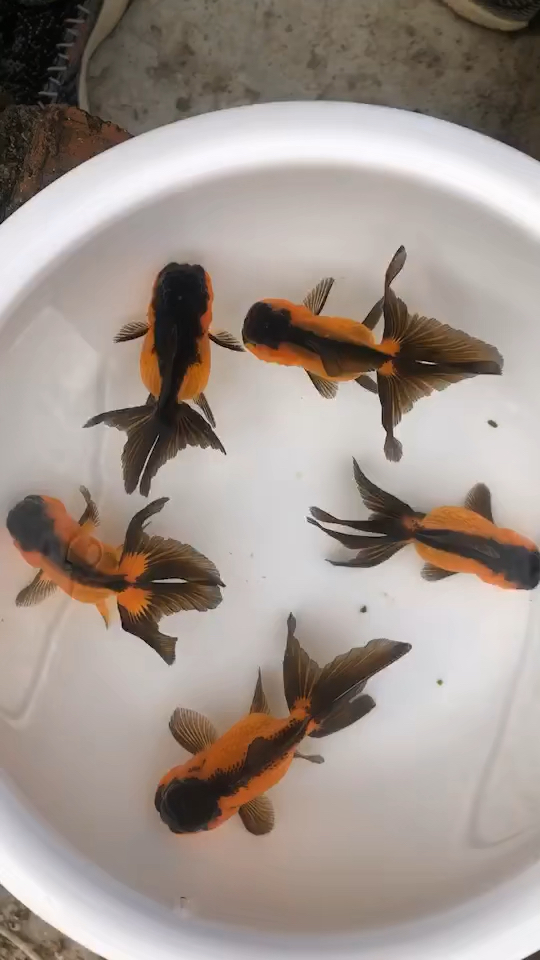 金鱼#包金狮子头金鱼.很有个性的一个颜色.非常漂亮.自家鱼塘养殖.