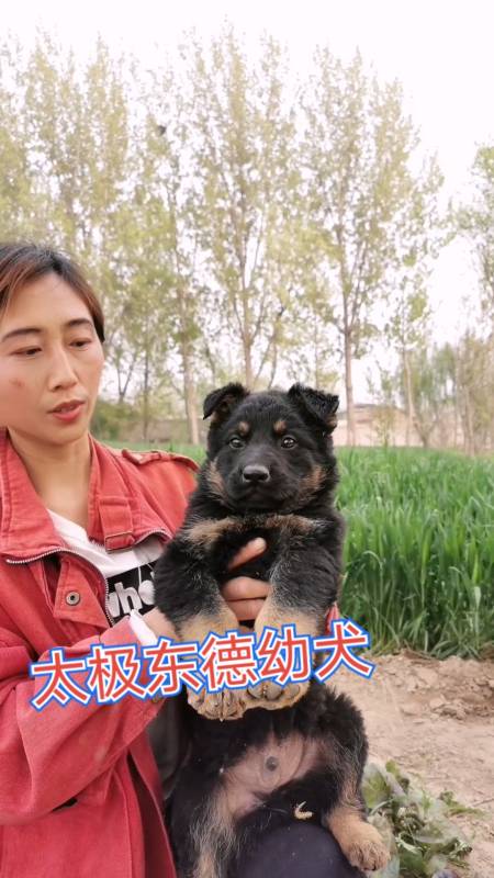 东德犬太极东德幼犬感谢朋友的支持与关注!