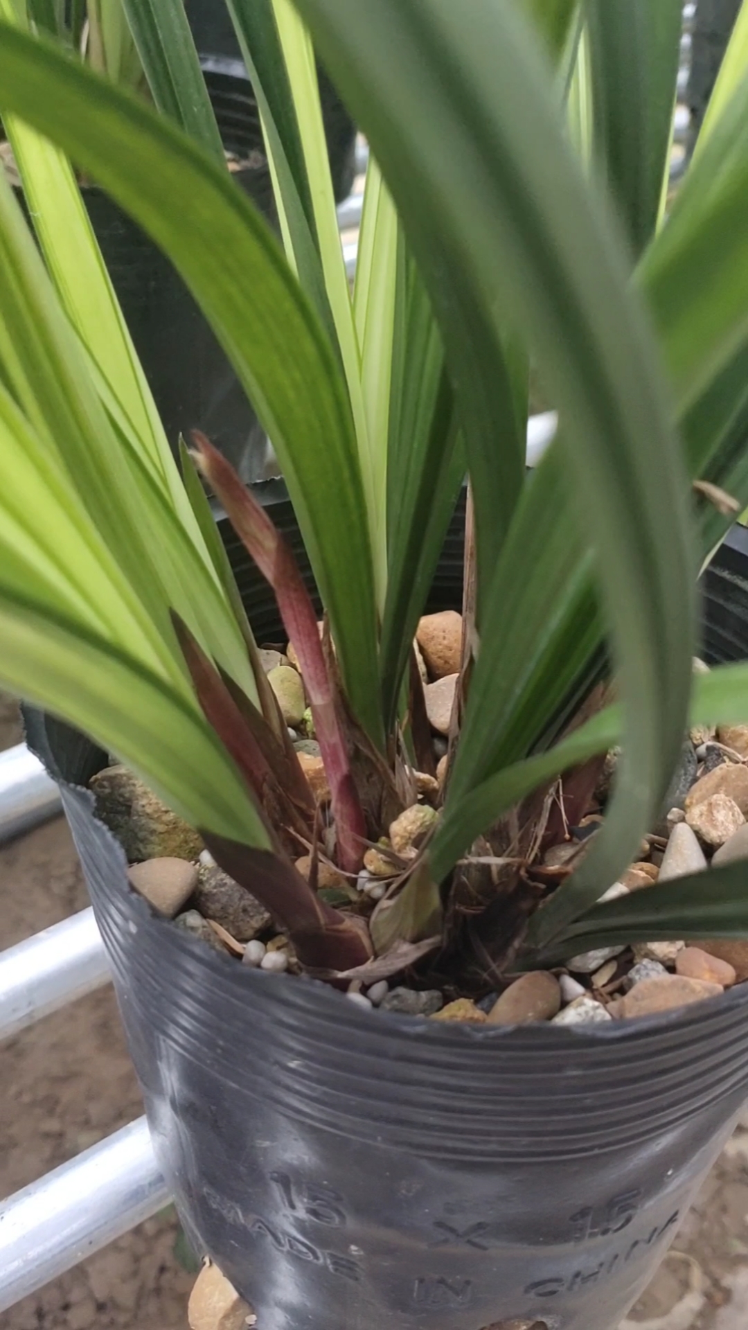 手机摄影#四季兰花花艺双全铭品之绿鸟嘴,绿鸟嘴属于浓香型兰花