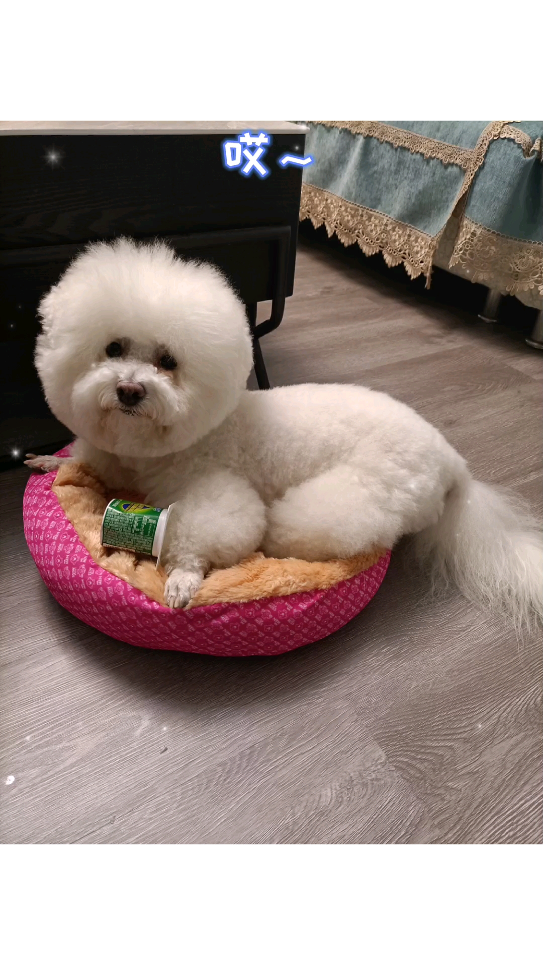 萌宠比熊#萌宝来袭