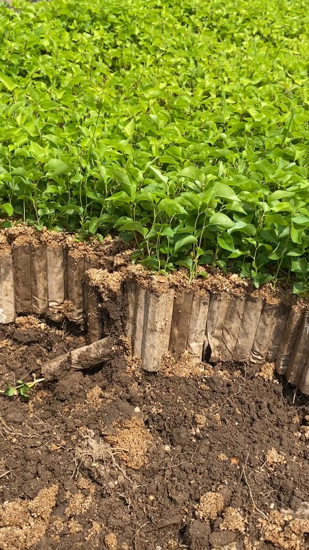 马哈利砧木杯苗.嫁接大樱桃最好砧木.装箱发货中