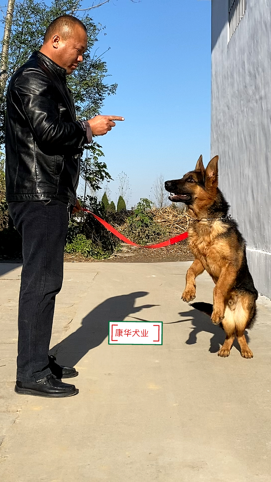 德牧#六个月德牧犬,一个多月没训练了,今天温习一下功课.-度小视