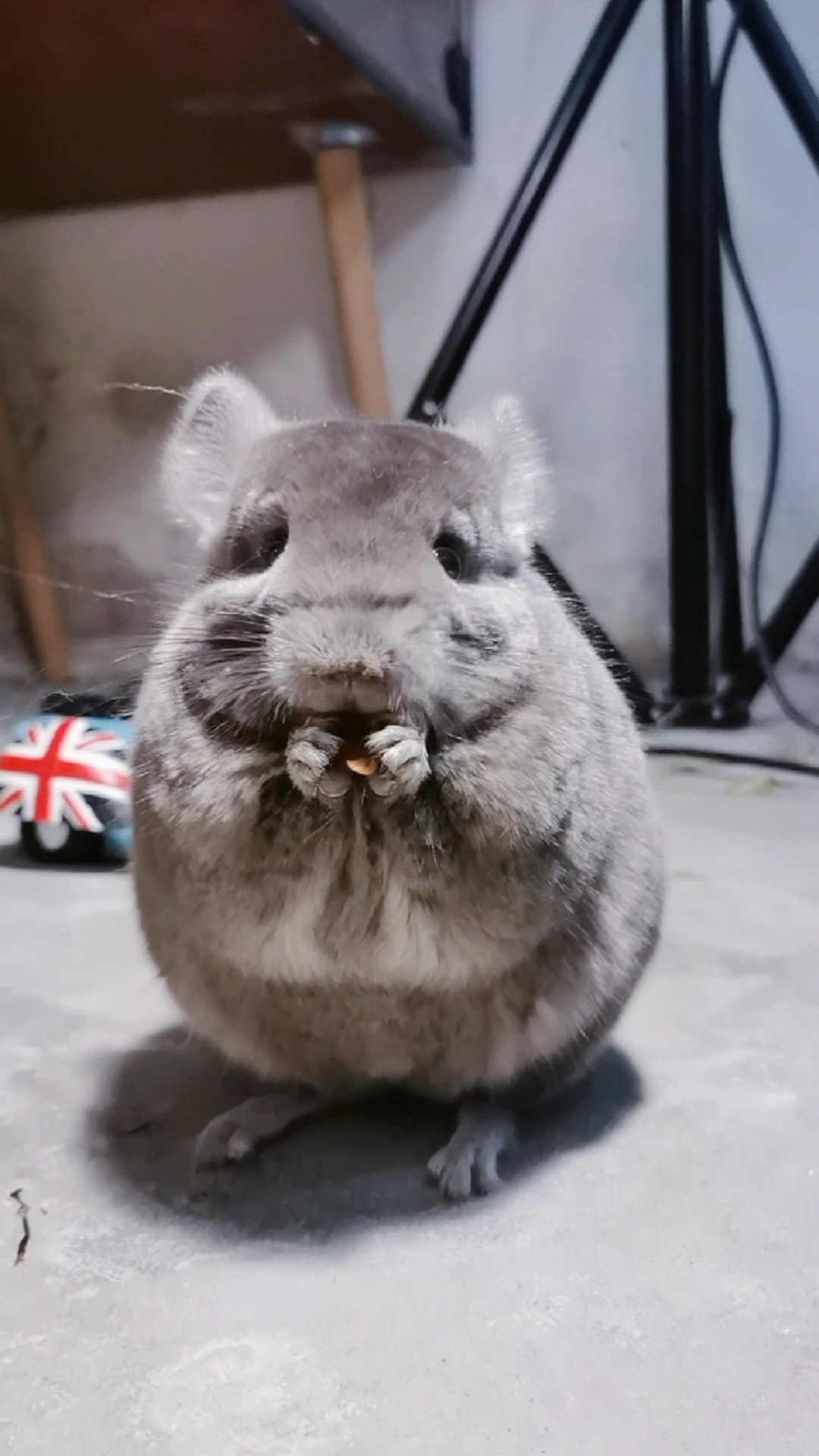 我家萌宠成精了龙猫这种小东西吃还会擦嘴嘴