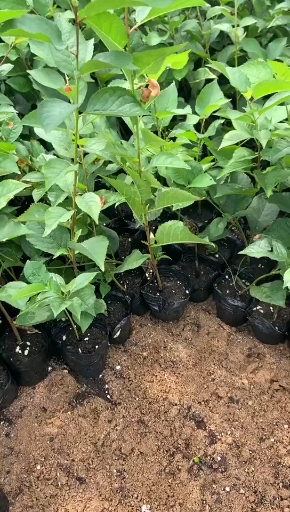 吉塞拉6砧木苗,矮化丰产效果明显,联系密植栽培!