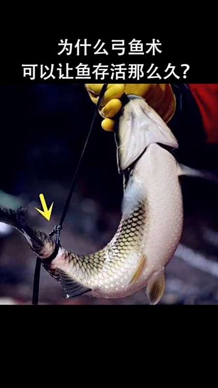 奇闻趣事抢先看#为什么弓鱼术可以让鱼活那么久呢,来了解一下吧!