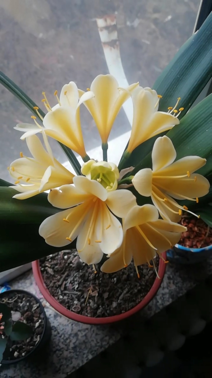 家花野花鲜花#黄色花的君子兰,很多人没见过吧