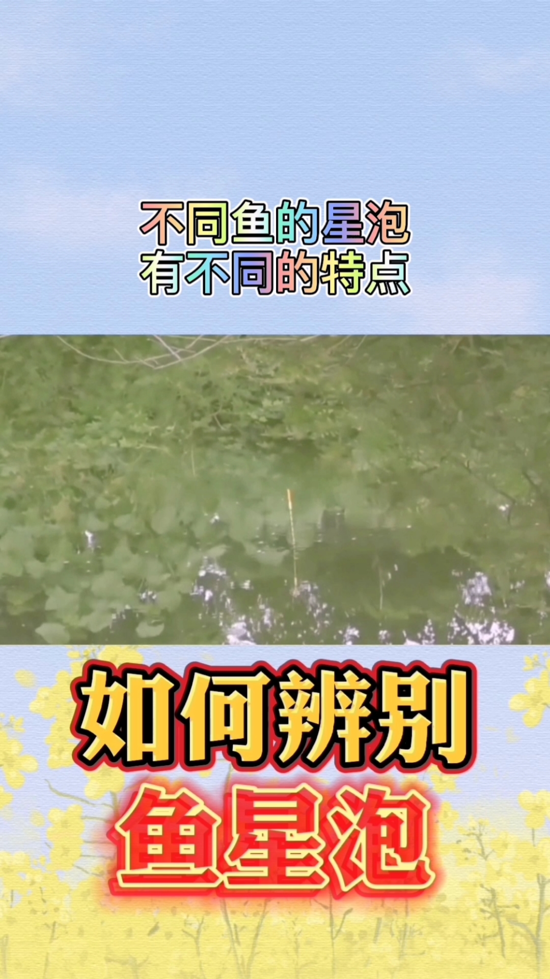 钓鱼如何辨别鱼星泡不同的鱼星泡有不同的特点