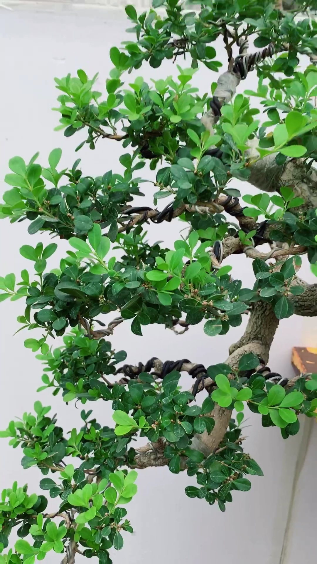 我要上热门#悬崖黄杨