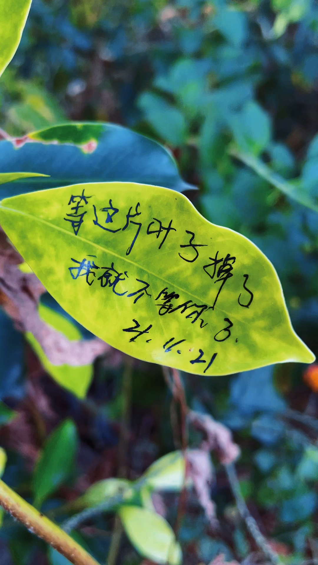 等这片叶子掉了我就不等你了