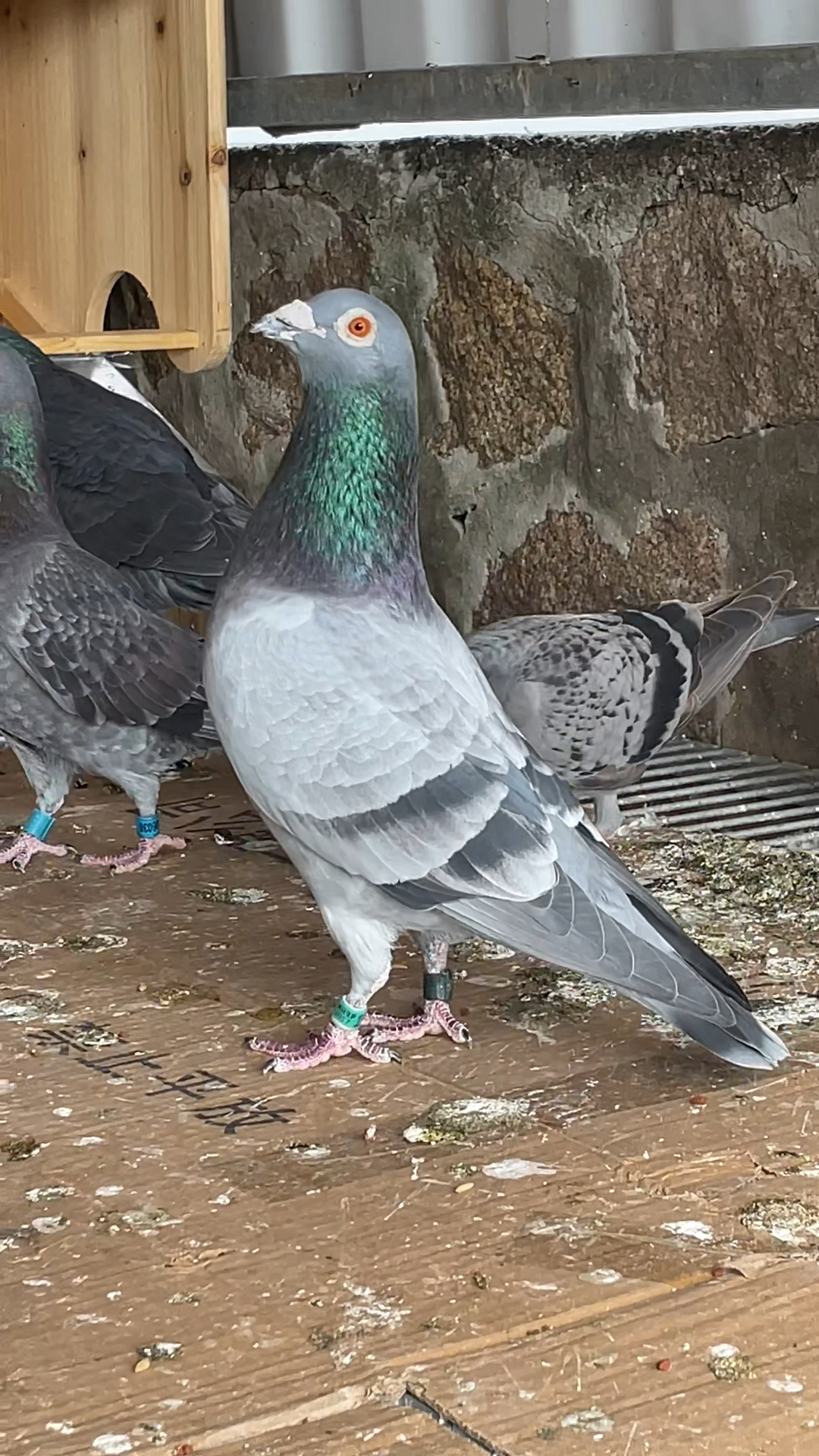 台鸽#霸气石板雄台鸽