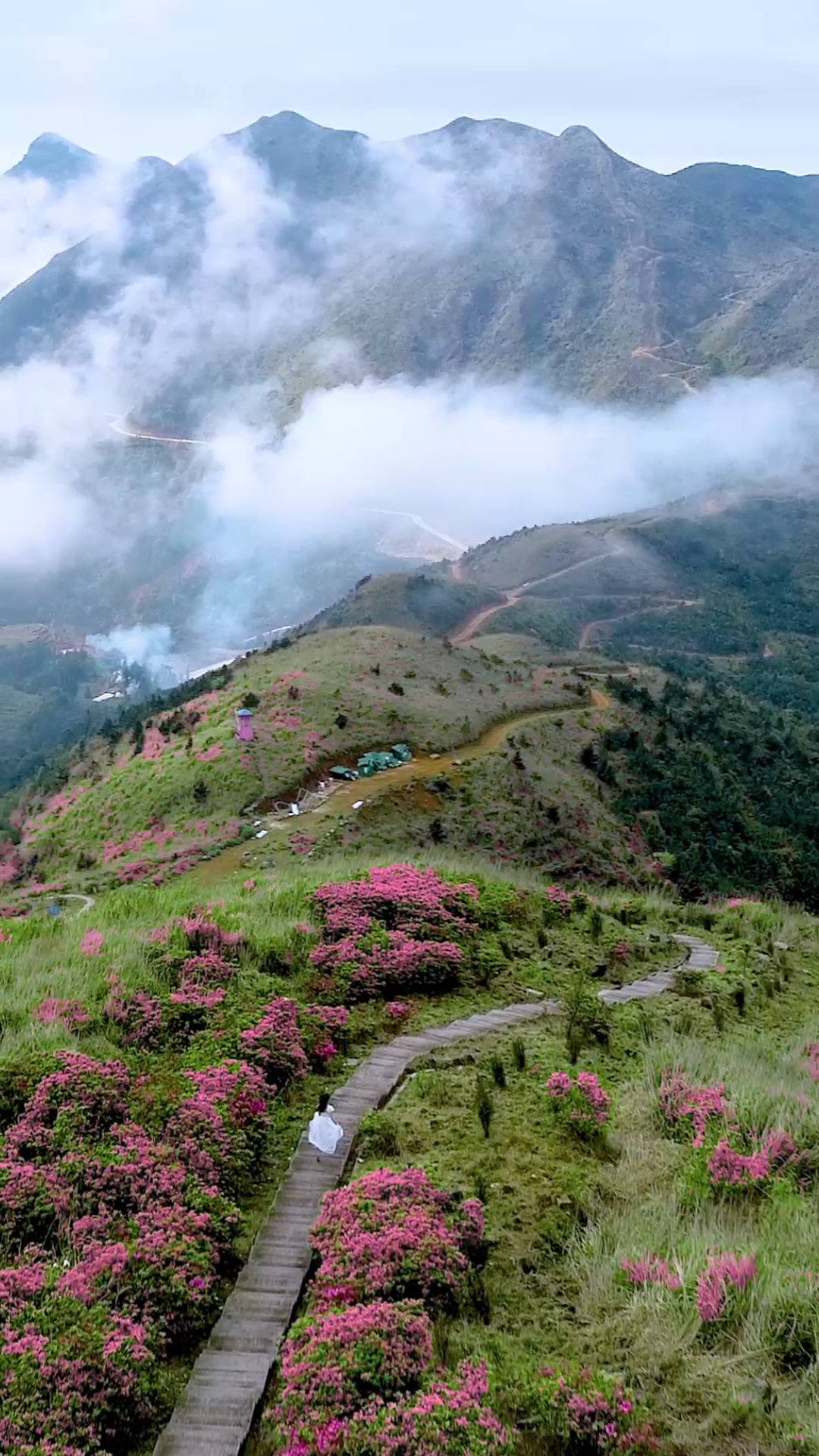 旅游进行时#福建漳州平和大芹山上的杜鹃花开了,带上你喜欢的人一