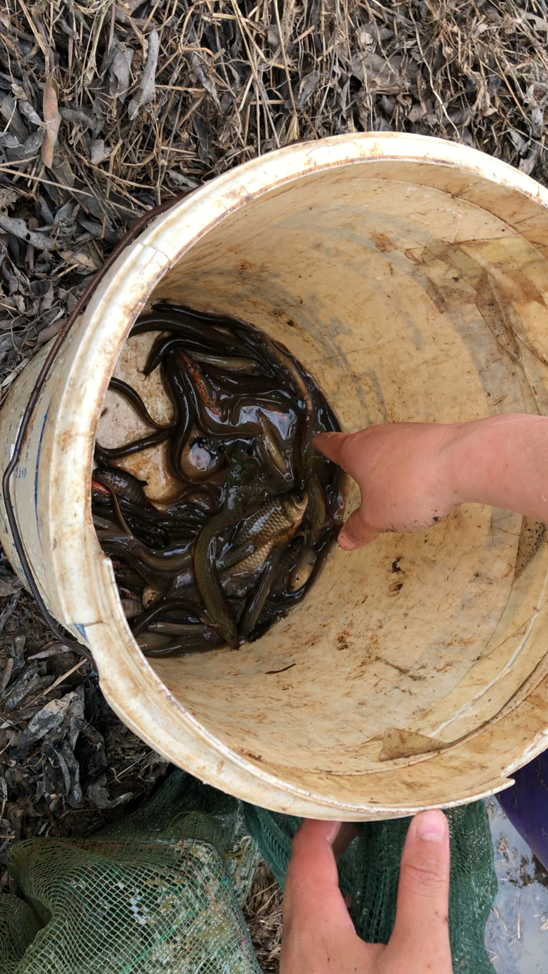 捕到了好多泥鳅