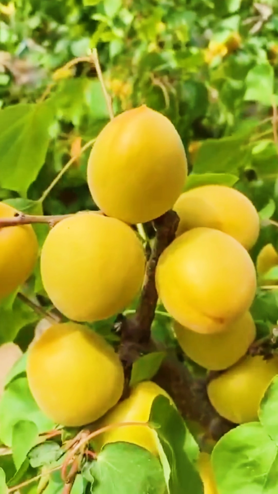 记录我的农村生活#陕西金太阳大黄杏