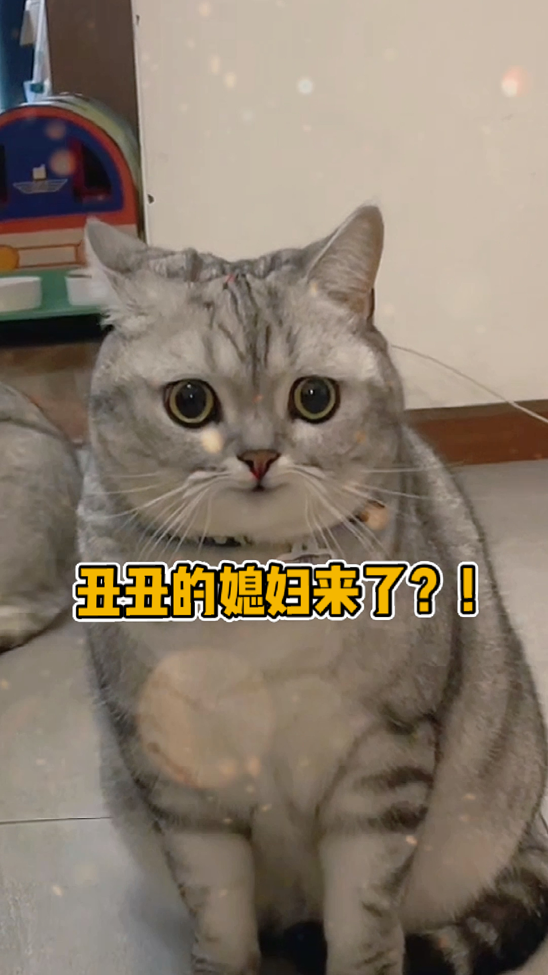 我家萌宠成精了蔡根花来了丑丑第一次见到小母猫竟然是这种反应