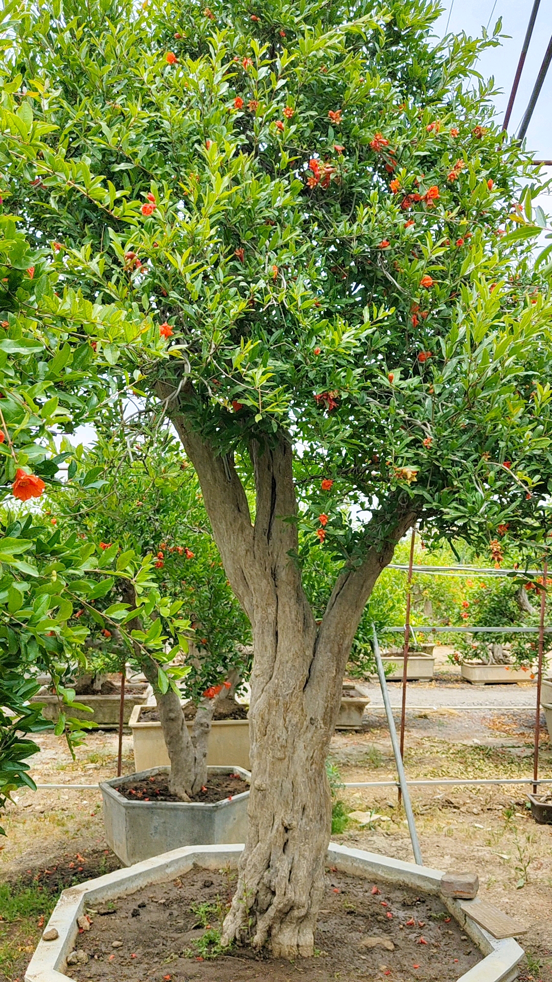 庭院景观#红红火火的造型石榴树,山采老桩,培养多年