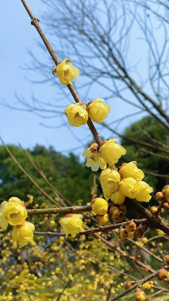 风景腊梅花