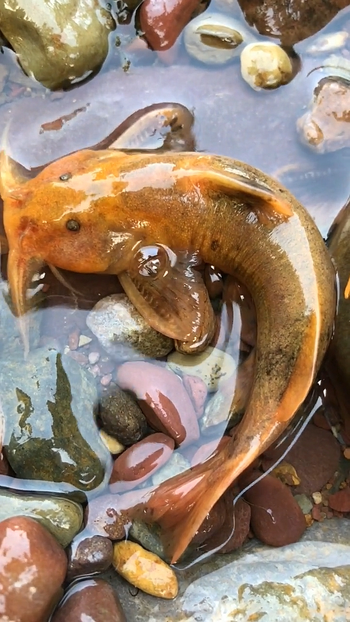 这是什么鱼你们家那边有吗?是外来物种吗?