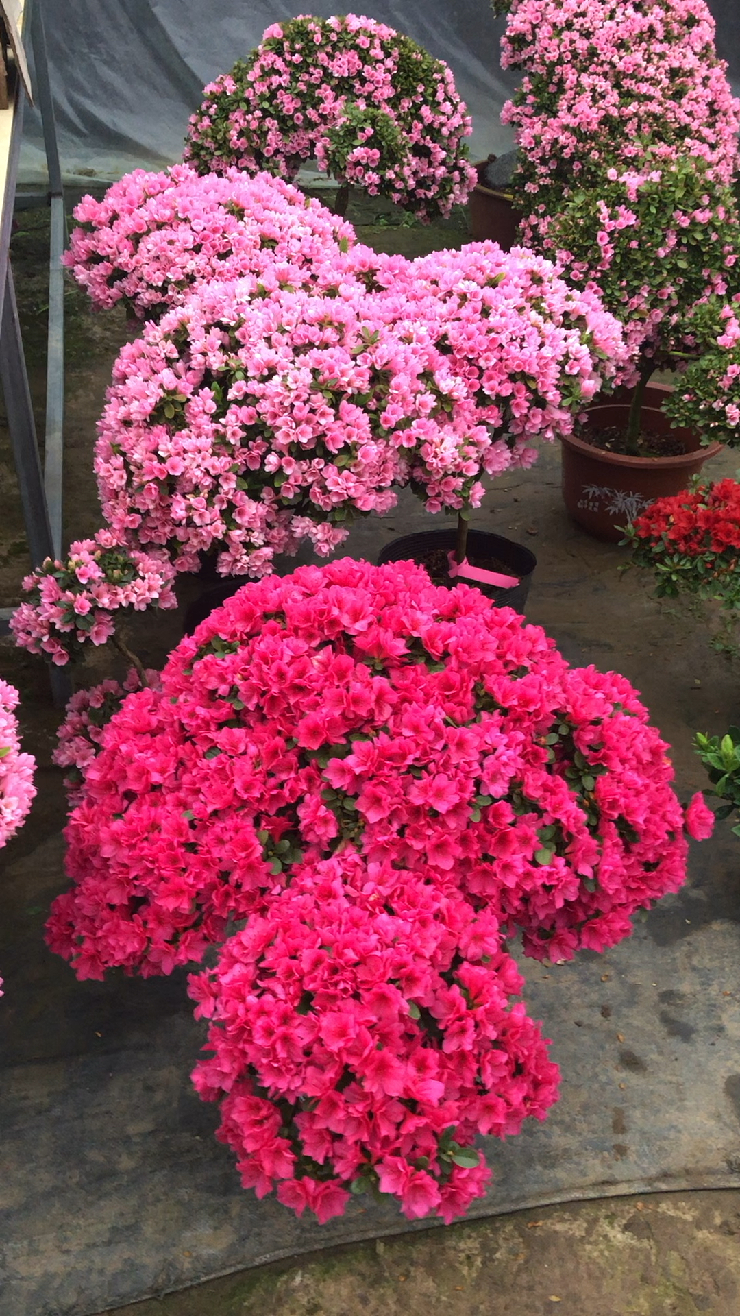 庭院道路绿化植物#蜡皮杜鹃-全民小视频