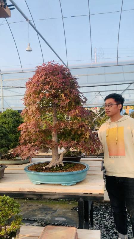 枫树盆景#出猩猩是日本红枫的一个品种,之所有叫这个名字,是因为崭鲻