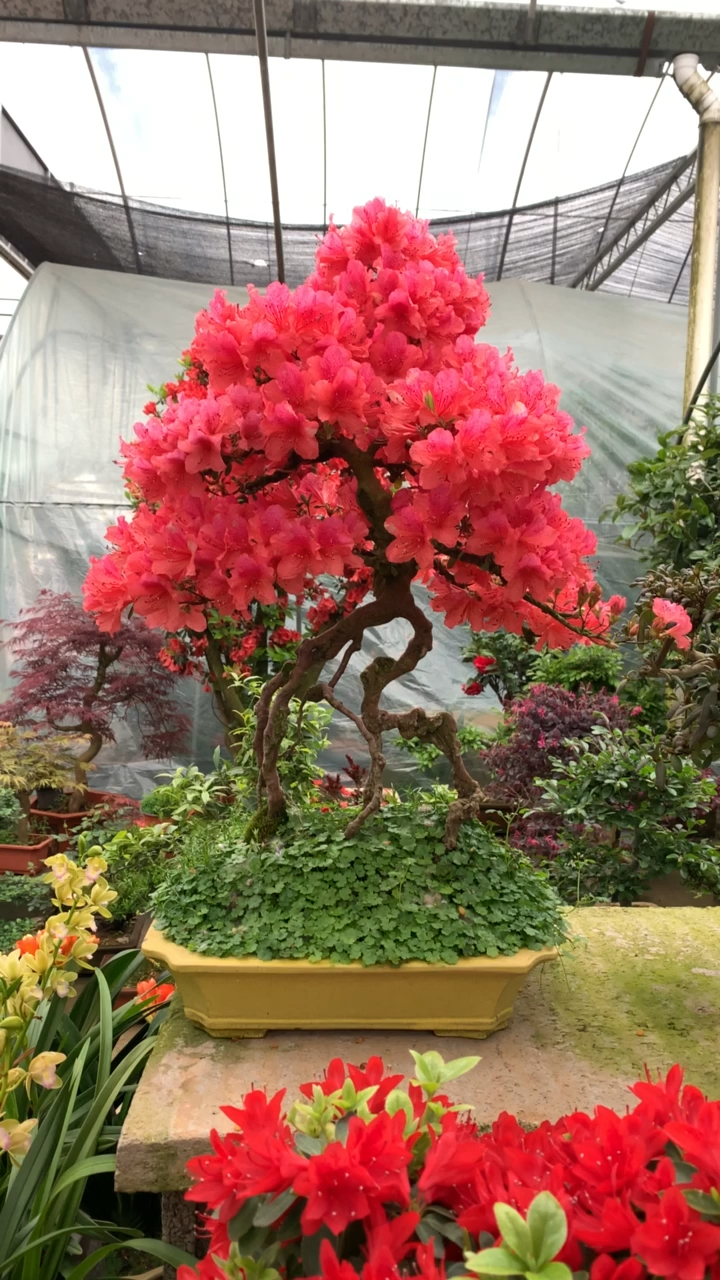 原生提根映山红杜鹃独一无二