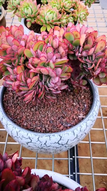 多肉植物#帕比斯玫瑰变红了,深秋要来了!-度小视