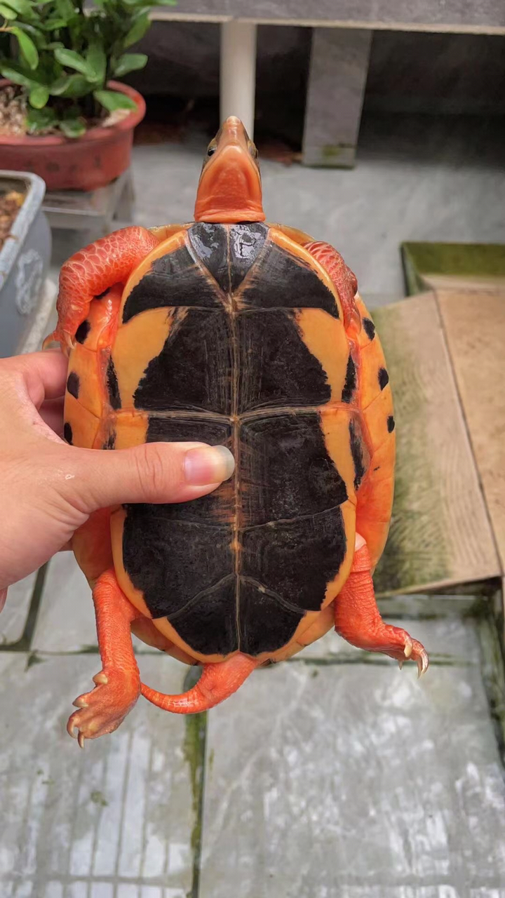 金钱龟越南成熟公,红颈红面红肉,超级强公,1配6都没问题,喜欢一起交流