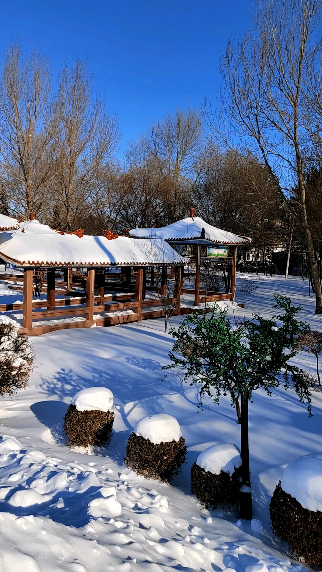 大东北的雪景真是美呀