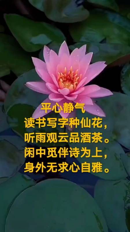 修禅悟道,心若莲花,不染一尘,清香自来.