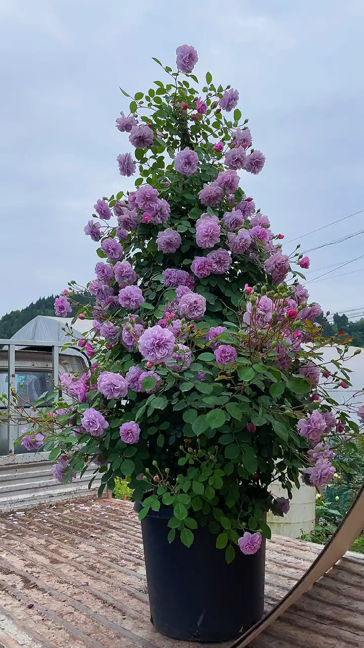 藤本月季蓝色阴雨,花量多,花期长多季循环开花