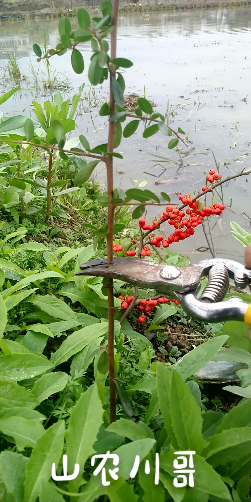 冬季进补计划#火棘嫁接——独秀玉立红如彤,宛入翡翠映山峰.