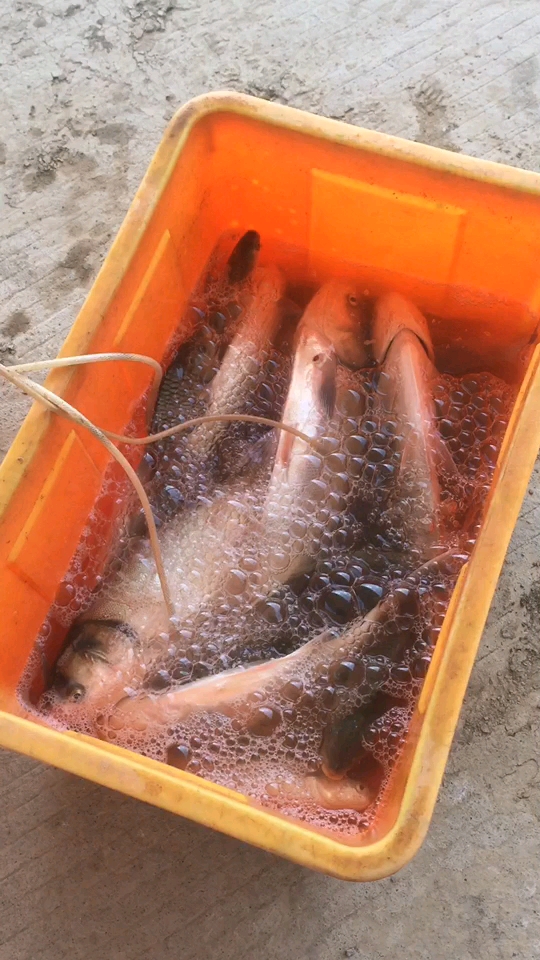 捞到满满一桶野生鱼