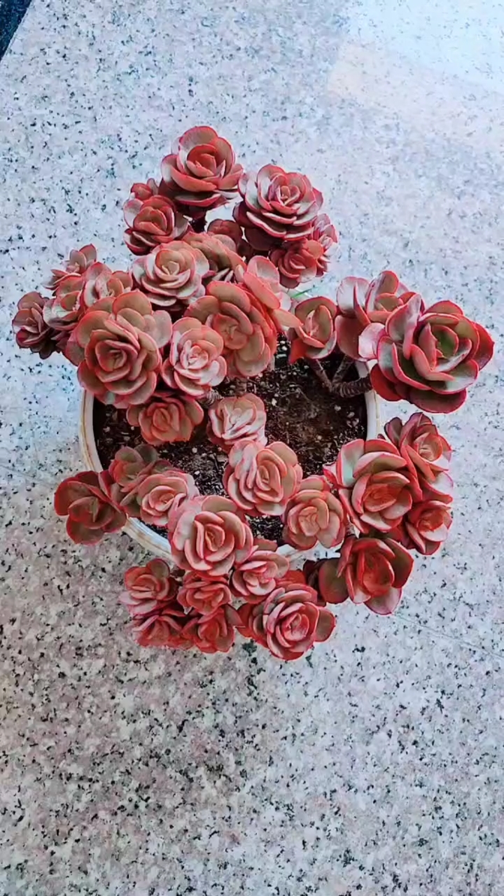 小叶秀妍美美哒哈