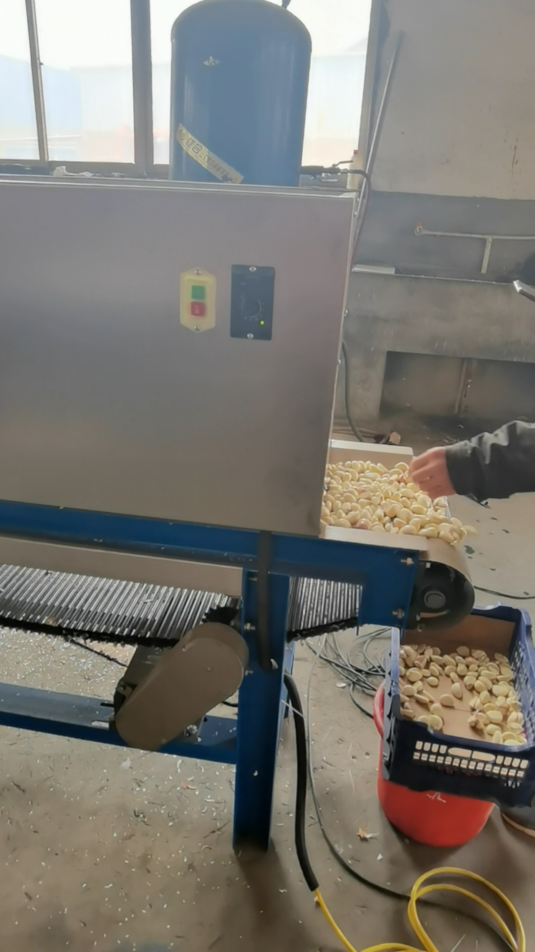 大蒜脱皮机#大蒜剥皮机,白花花的蒜米自动出料,链条式大蒜脱皮机挝 