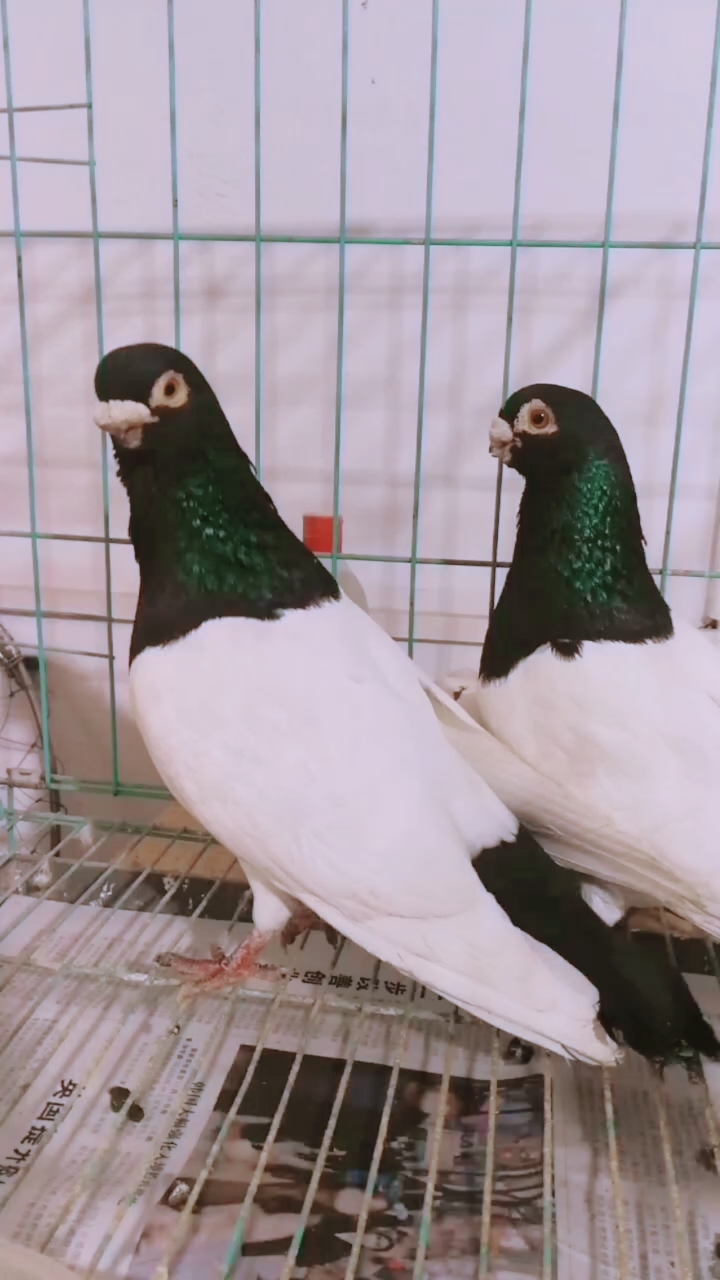 传统观赏鸽#两头乌眼圈还是不够白