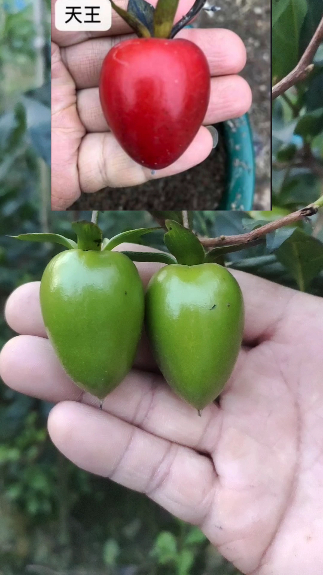 老鸦柿最大果子品种图片