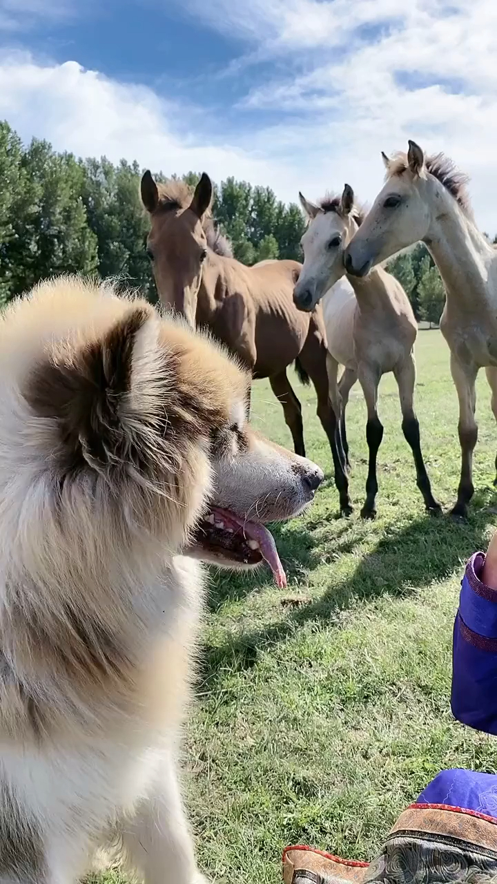 你们说这三头马儿脑子里想的是啥?