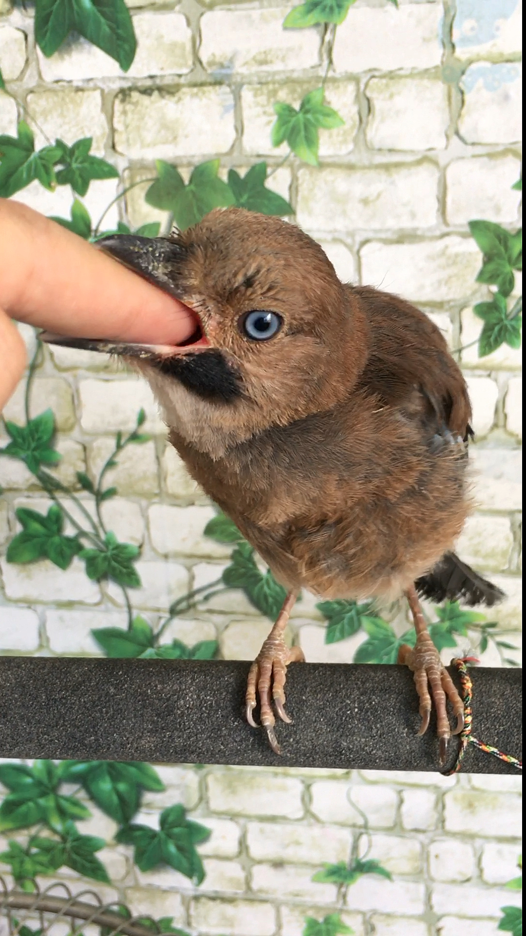 看看这只小画眉饿急了也是啥都敢吃