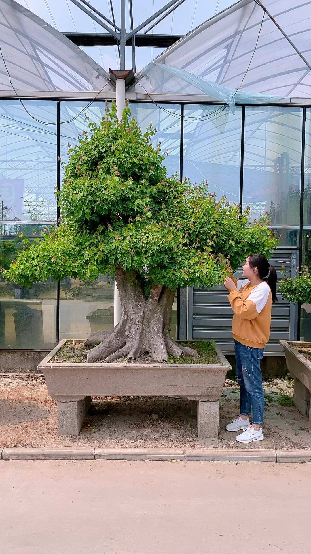 老桩三角枫,适合庭院摆放