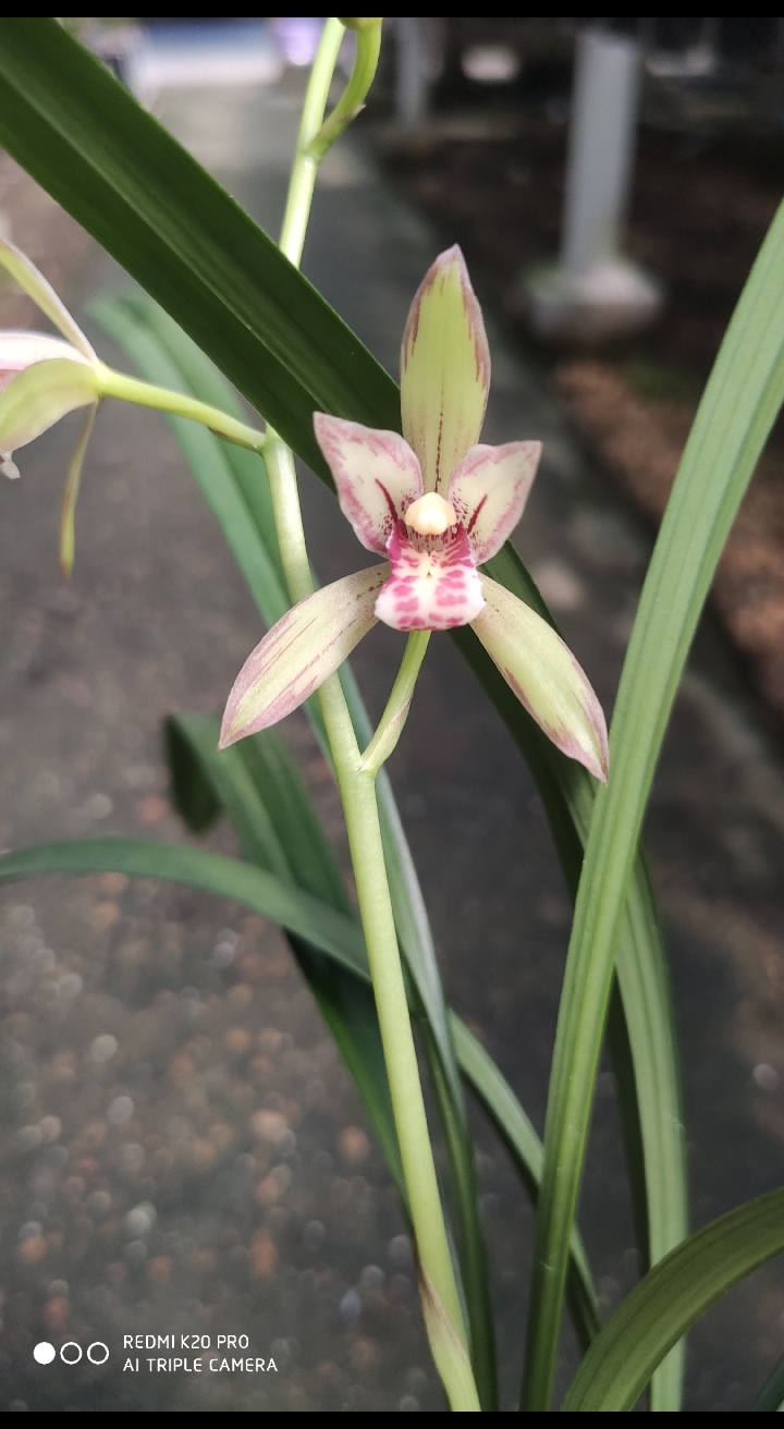 兰花#中华彩霞自然花开