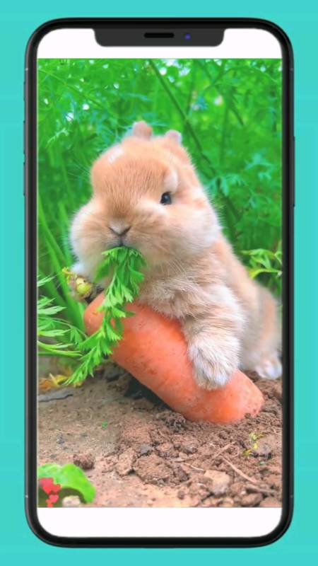 神宠来袭#小兔子吃萝卜,好可爱-度小视