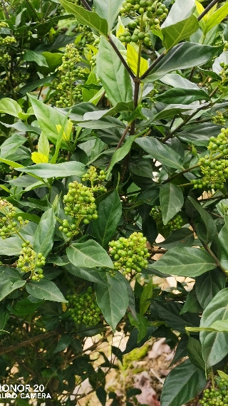 这是我种的《花草药材王》臭黄荆江津油溪镇六合村溶洞群五组有人收