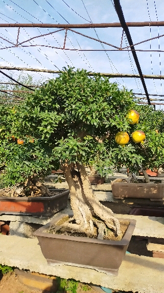 老桩石榴盆景,参赛金奖