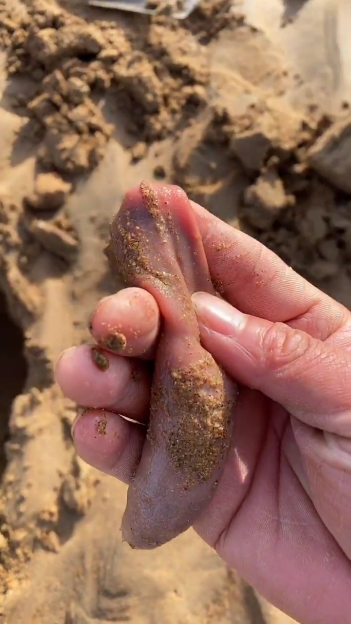 赶海捉海鲜#海肠