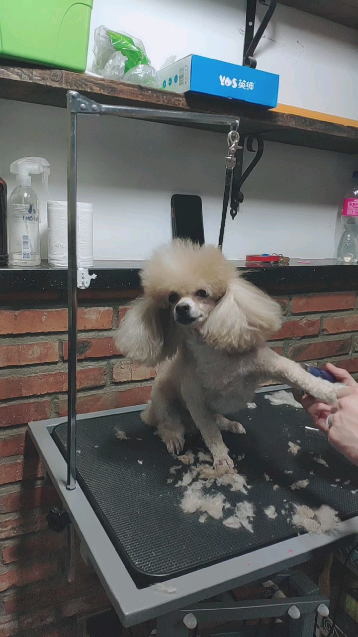 泰迪美容#拉姆装小泰迪