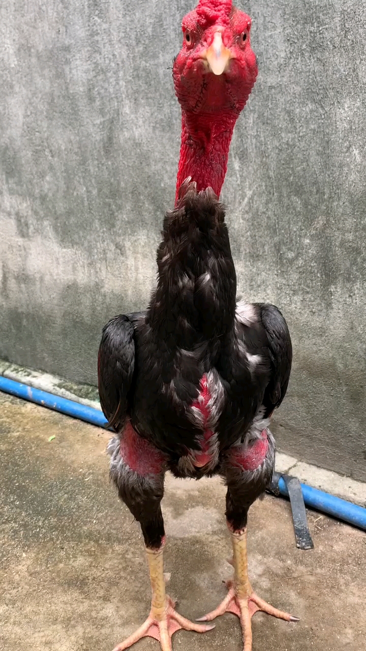 飞鸡中的战斗鸡#西贡血统斗鸡-度小视