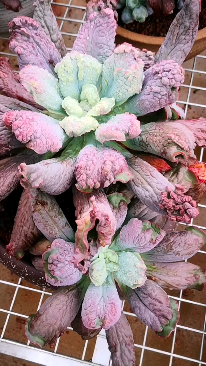 多肉植物#一天比一天美的狂野男爵老桩,又一次见证它的蜕变!-度小视