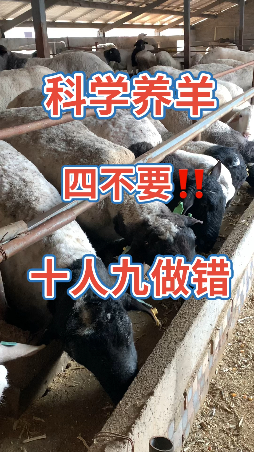 科学养羊四不要十人九做错
