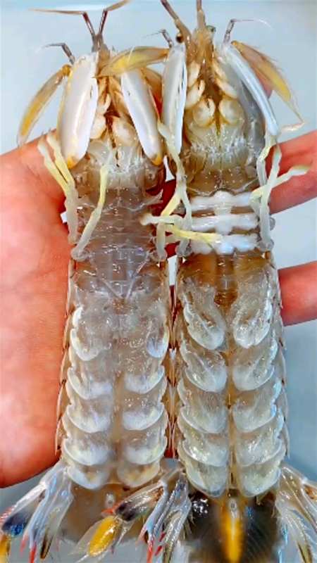 美食教程#如何正确判断皮皮虾公母的方法是这样的