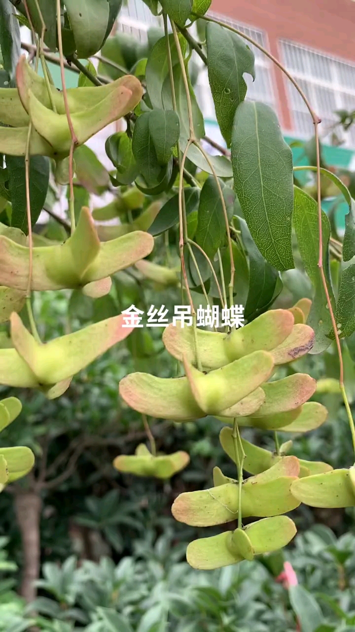 金丝吊蝴蝶又名摇钱树,耐寒耐旱南北方都可以栽植,天气越冷果实越红